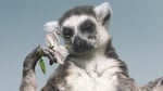 Untitled_169_2011_lemur