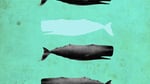 Mobydick