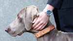 Blue_jaywatch