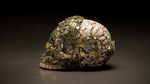 Tzantza_cerebrum_3
