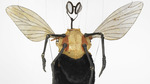 Jan_fabre_a_meeting_vstrecha_fly_costume_1997_photo_lieven_herreman_courtesy_deweer_gallery