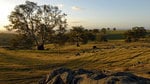 Barossa010