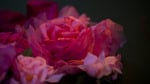 Piaget-0115